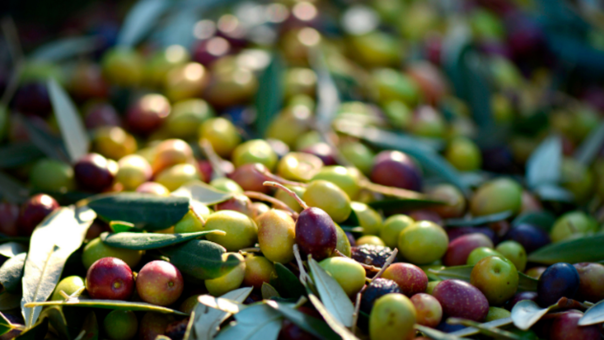 Zeytinde 2024-2025 fiyatları açıklandı: Tavan 139 TL olarak belirlendi