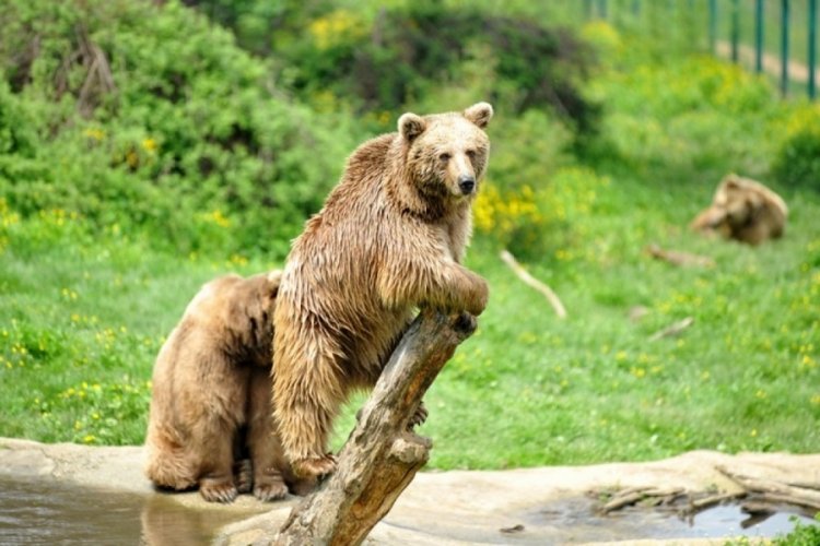 Bursa'da kaçan bozayı, 30 kişilik ekip tarafından aranıyor