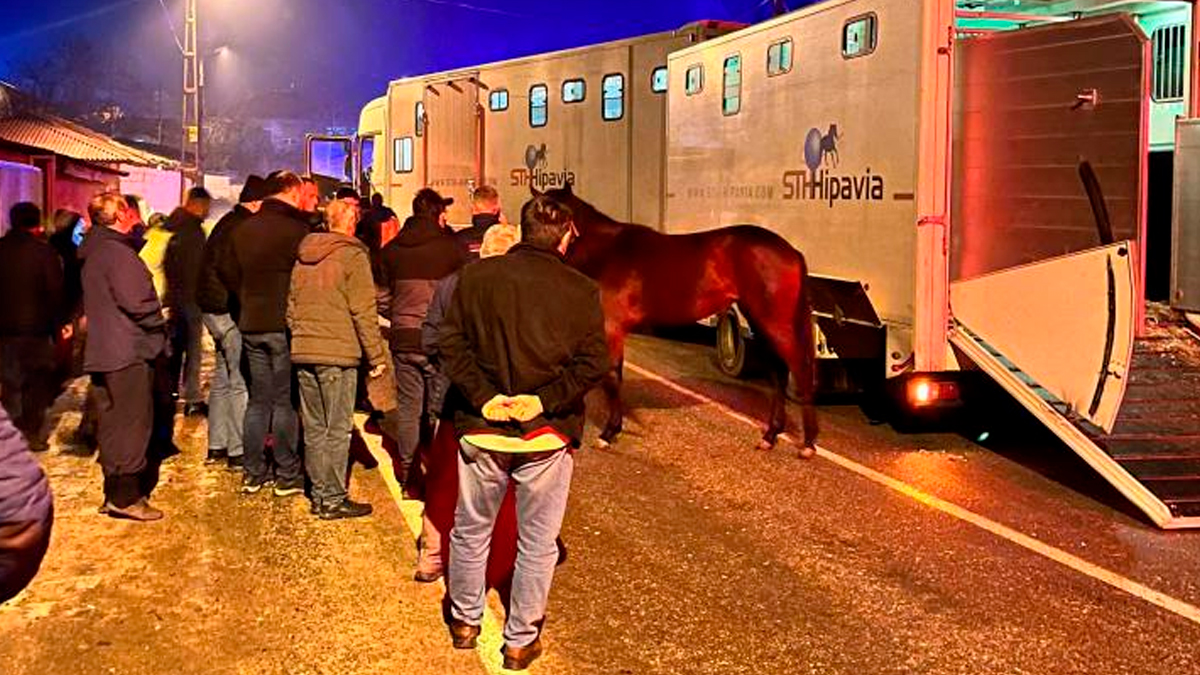 Edirne'de milyonluk atları taşıyan tır kazaya karıştı