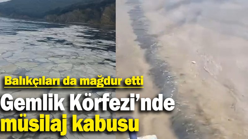 Gemlik Körfezi'nde müsilaj kabusu