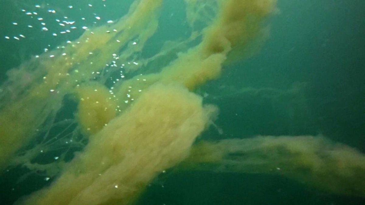 Deniz Salyası (Müsilaj) Nedir, Neden Oluşur?