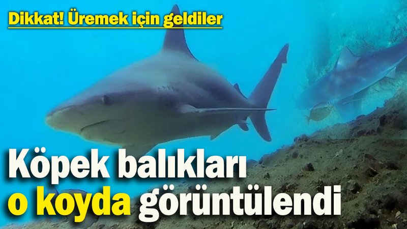 Dikkat! Köpek balıkları o koyda: Üremek için geldiler
