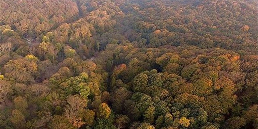 e-Poliçe ile yılda 21 bin ağacın kesilmesi önlenecek