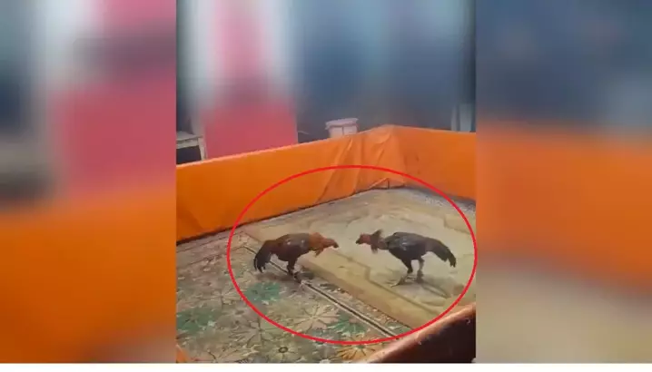 Horoz dövüştürülen kıraathaneye baskın! 450 bin TL para cezası verildi