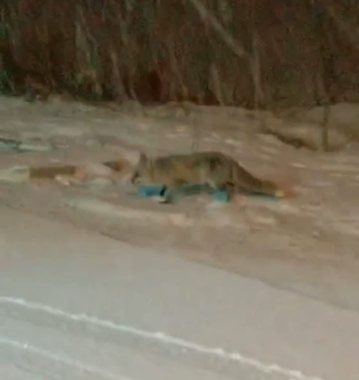 Bilecik'te aç kalan tilkiler yerleşim yerlerine indi