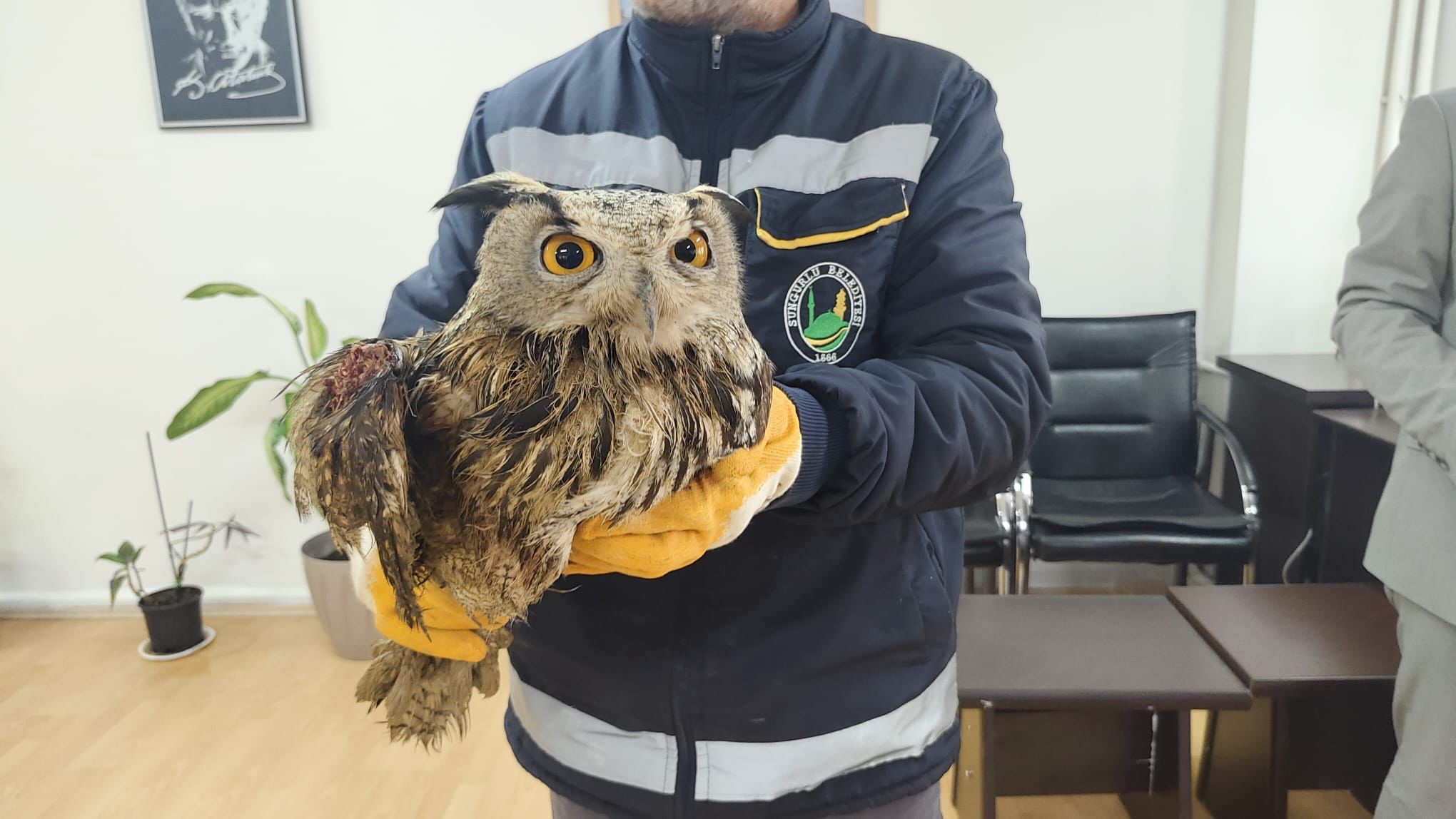 Yaralı halde bulunmuştu! Sevimli baykuş tedavi altına alındı