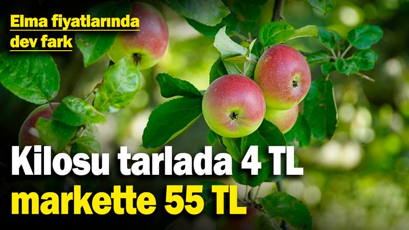 Kilosu tarlada 4 TL, markette 55 TL: Elma fiyatlarında dev fark