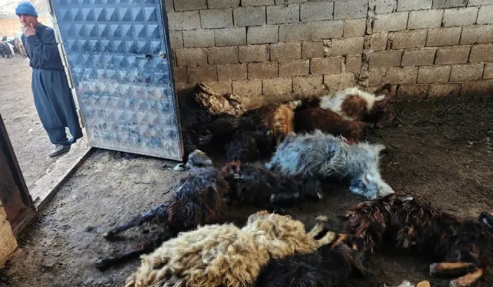 Kurtların saldırısı sonucu 40 koyun telef oldu