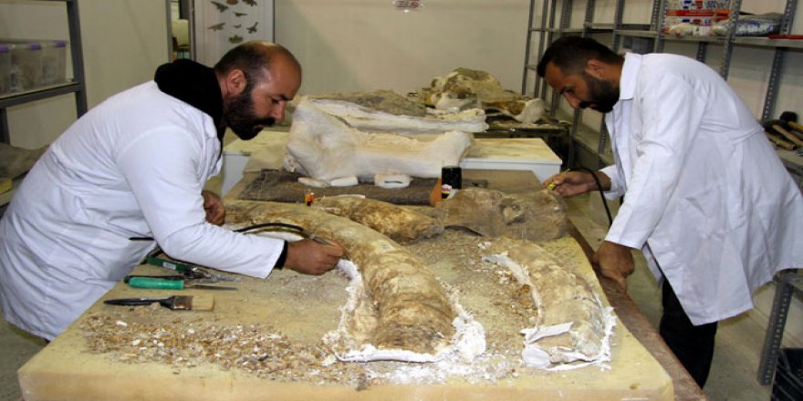 Kayseri'de 2019'da 105 fosil bulundu