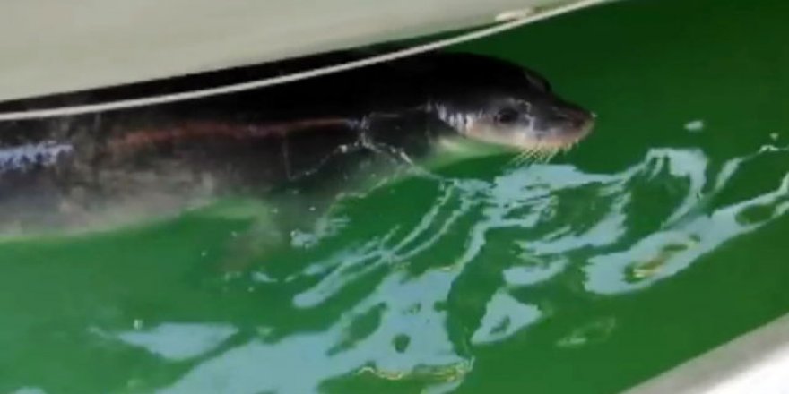 Antalya'da yine Akdeniz foku görüldü