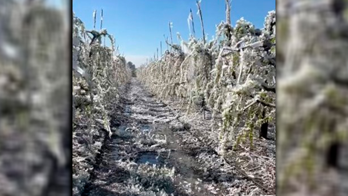 Mersin'de şeftali bahçelerindeki ağaçlar buz tuttu