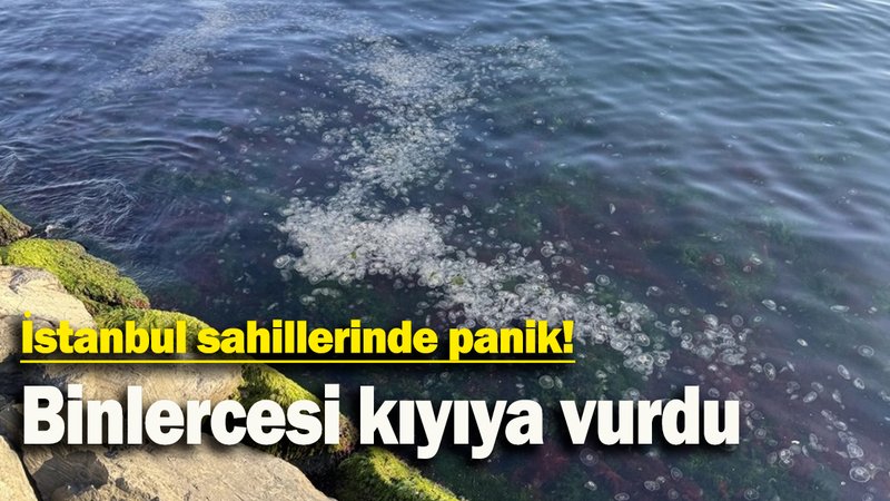 İstanbul sahillerinde panik: Binlercesi kıyıya vurdu