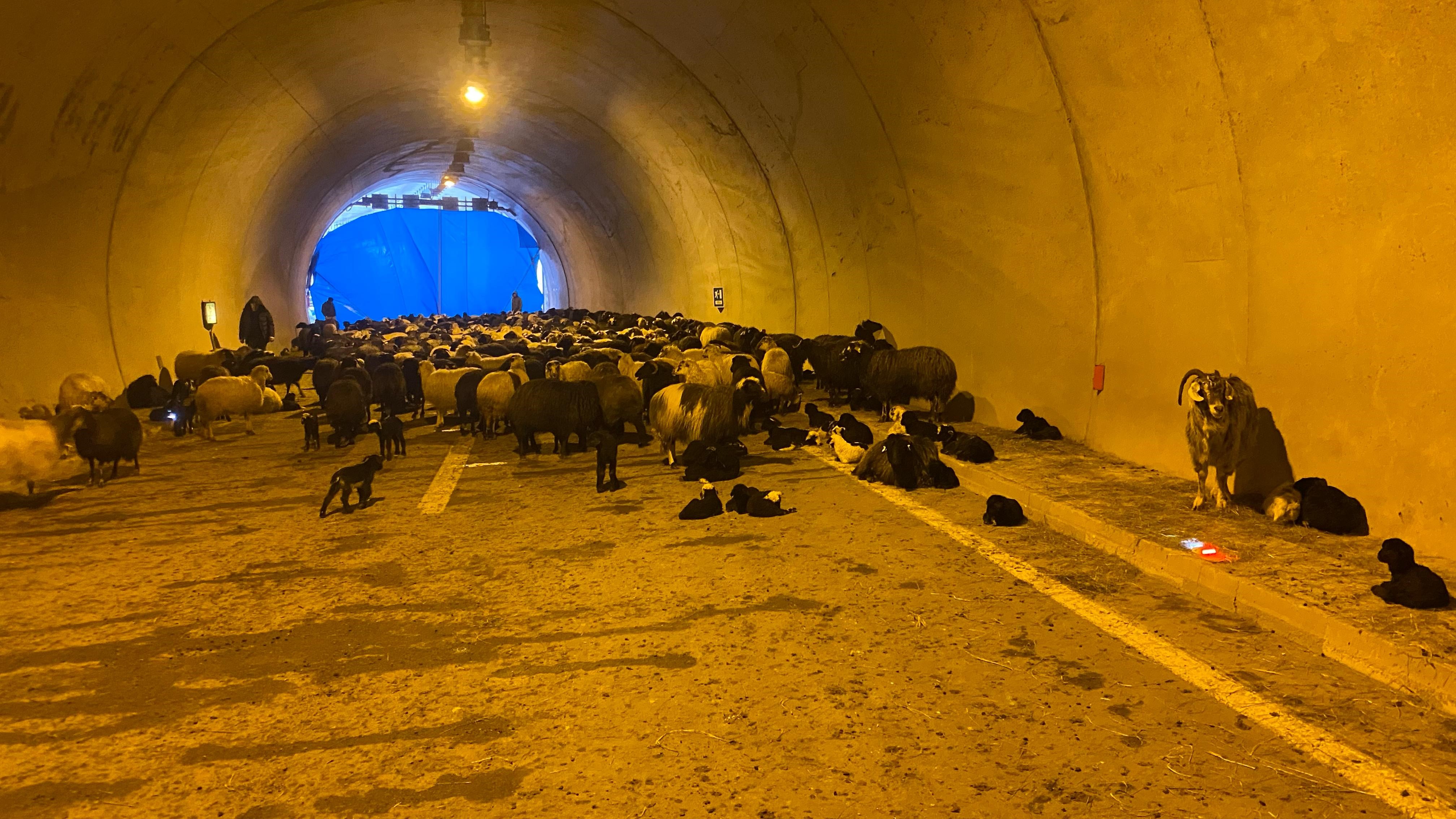 50 küçükbaş hayvanı yoğun kar yağışı sebebiyle karayolu tüneline saklandı