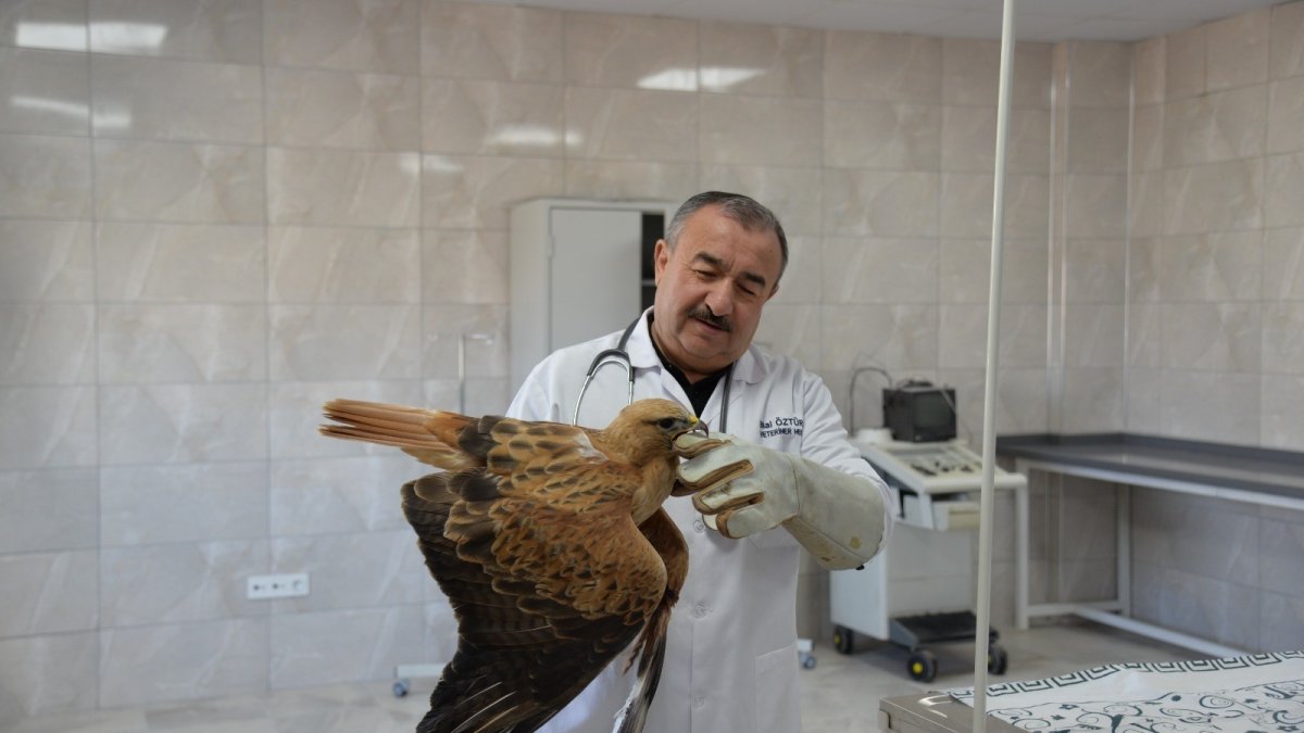 Yaralı kızıl şahin koruma altına alındı