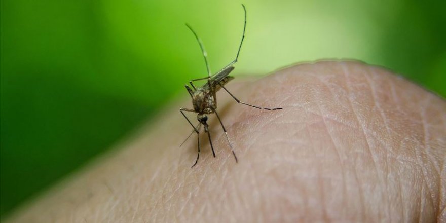 Tekirdağ'da sivrisinek ısırması sonucu virüs kapan kadın öldü