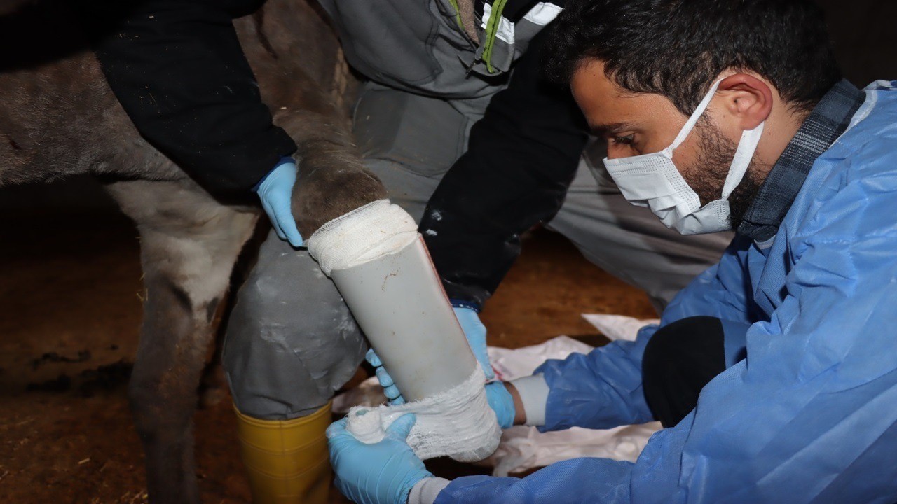 Ayağı kırılan eşeğe protez takıldı