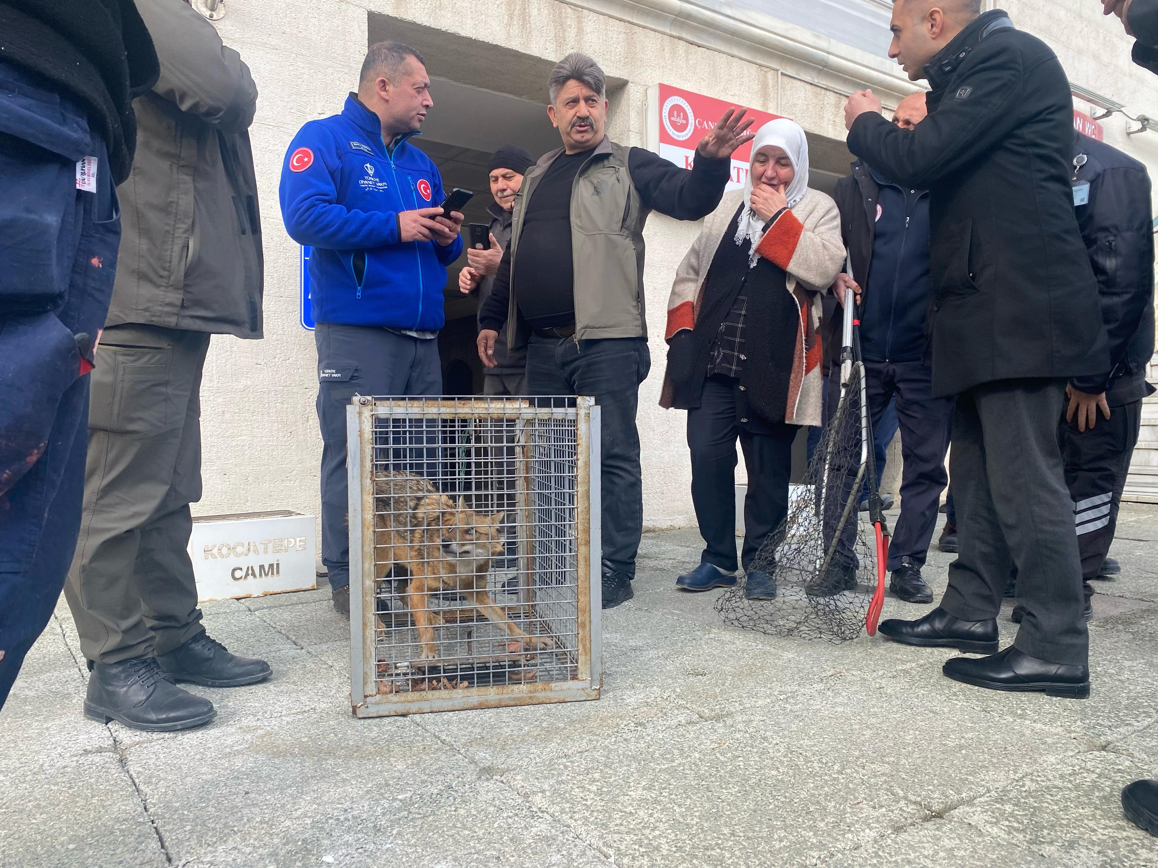 Ankara’da aç kalan tilki camiye sığındı
