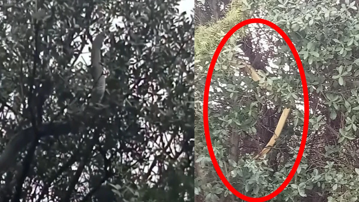 Çanakkale’de 8 metrelik yılan görüntülendi