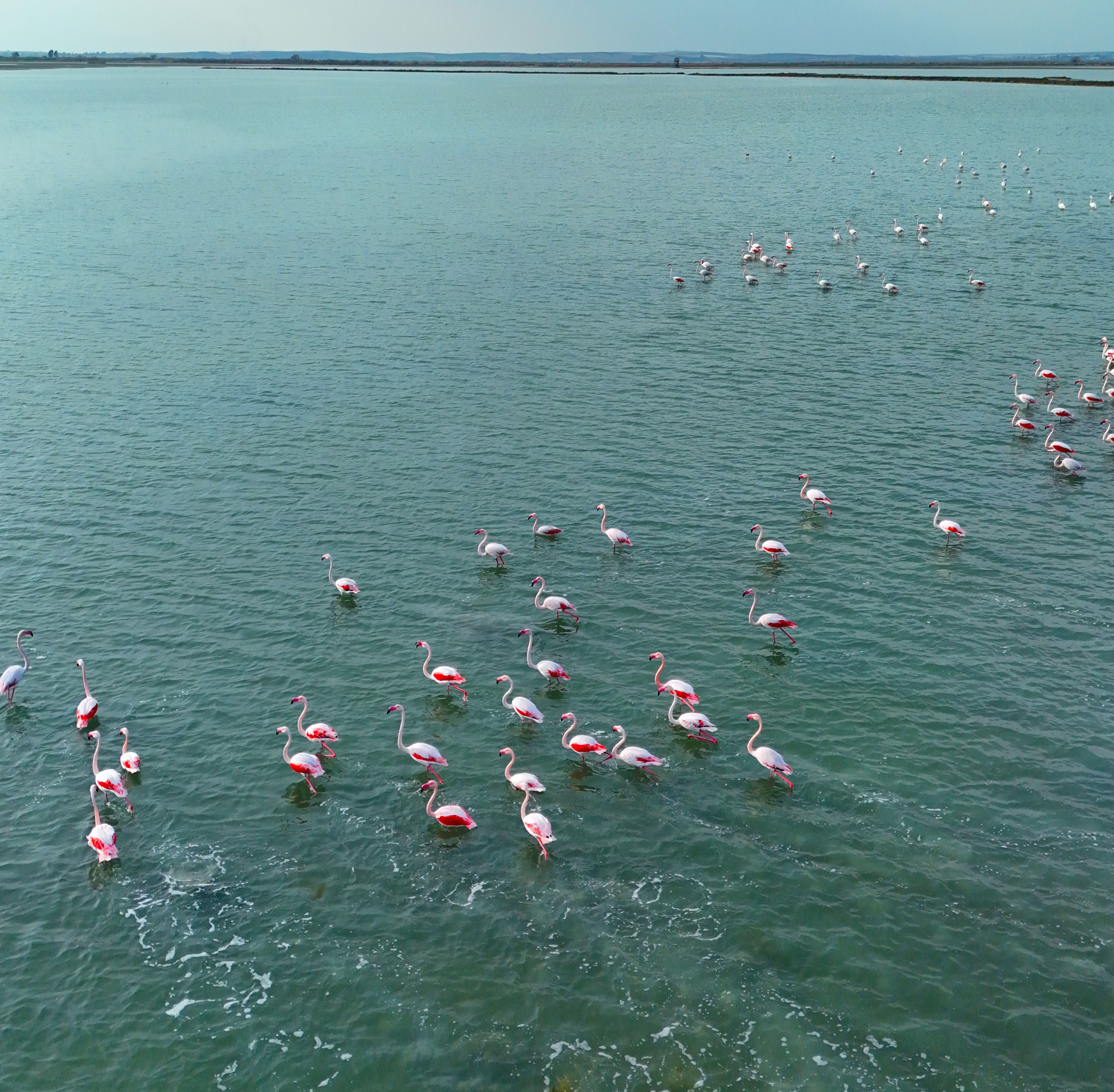 Flamingolardan görsel şölen!
