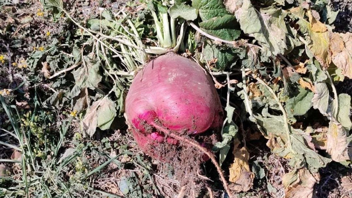 6 Kilo 700 gramlık turp görenleri hayrete düşürdü