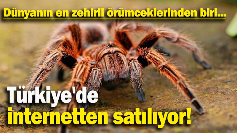 Dünyanın en zehirli örümceklerinden biri Türkiye'de  internetten satılıyor!