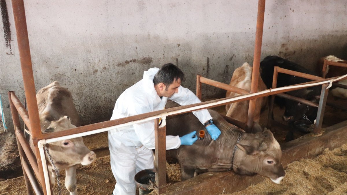 Sivas’ta şap aşılama kampanyası