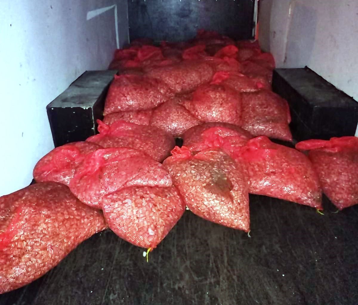 Samsun’da 3 ton beyaz kum midyesi ele geçirildi