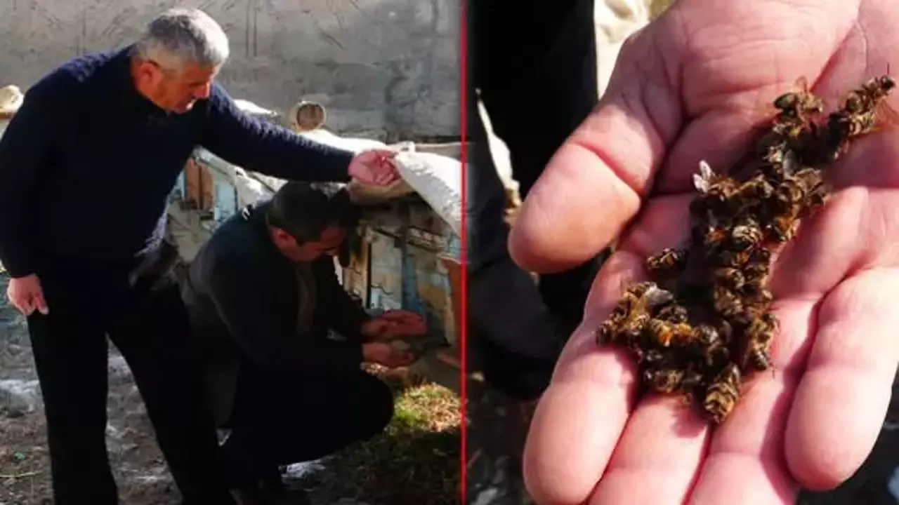 Van'da 100 kovan arı telef oldu