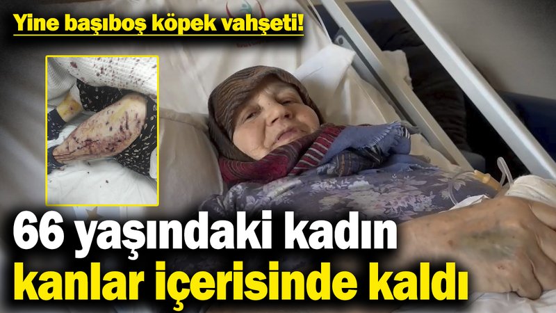Yine başıboş köpek vahşeti! 66 yaşındaki kadın kanlar içerisinde kaldı