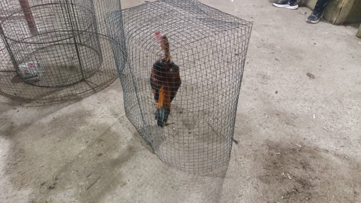 Mersin'de horoz dövüşü operasyonu! 14 kişi gözaltına alındı