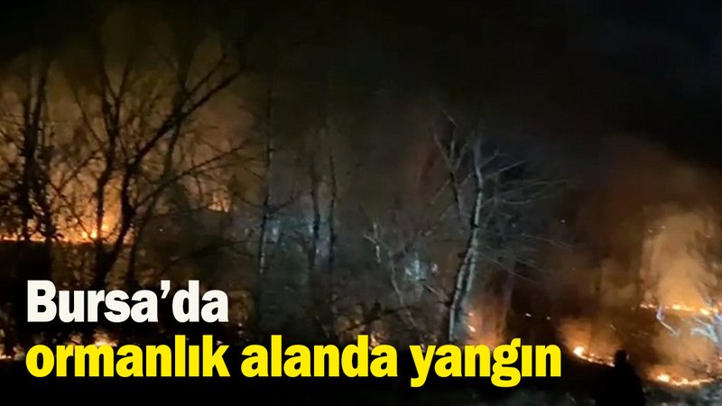 Bursa’da ormanlık alanda yangın