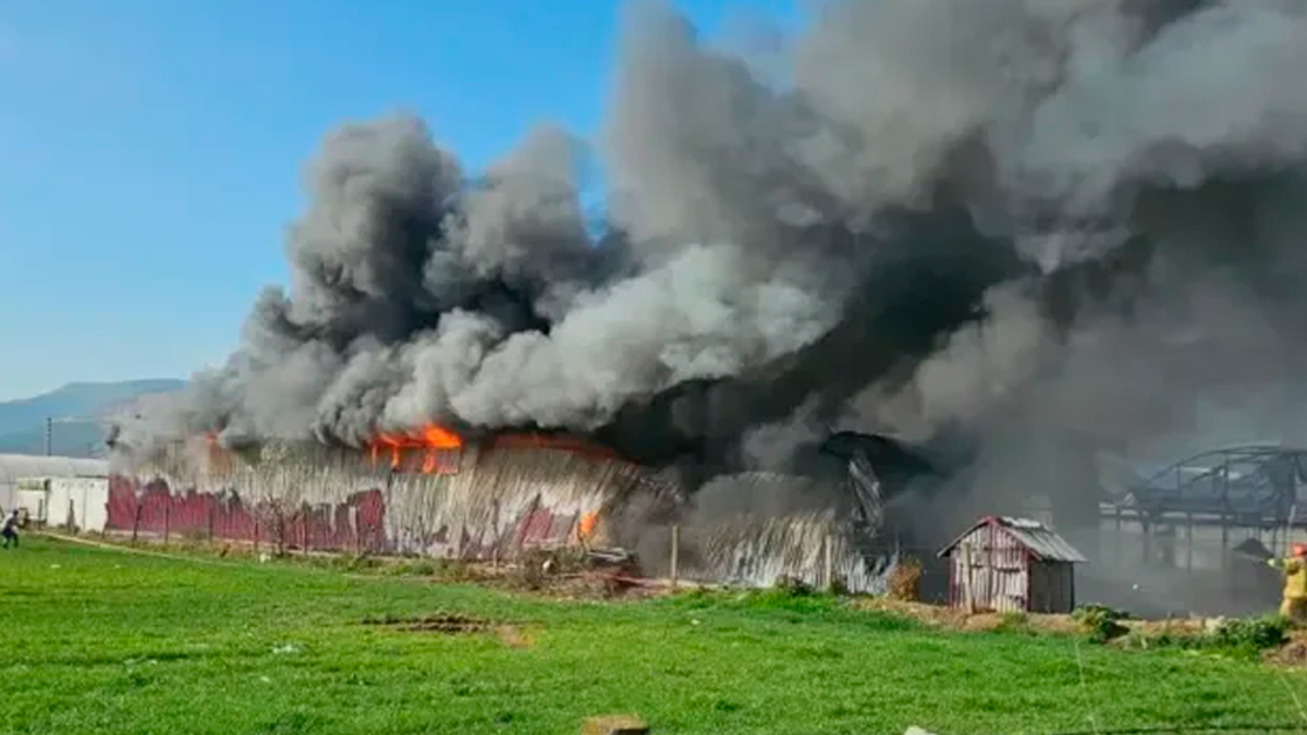 Bursa'da yangın! Gül serası alevlere teslim oldu