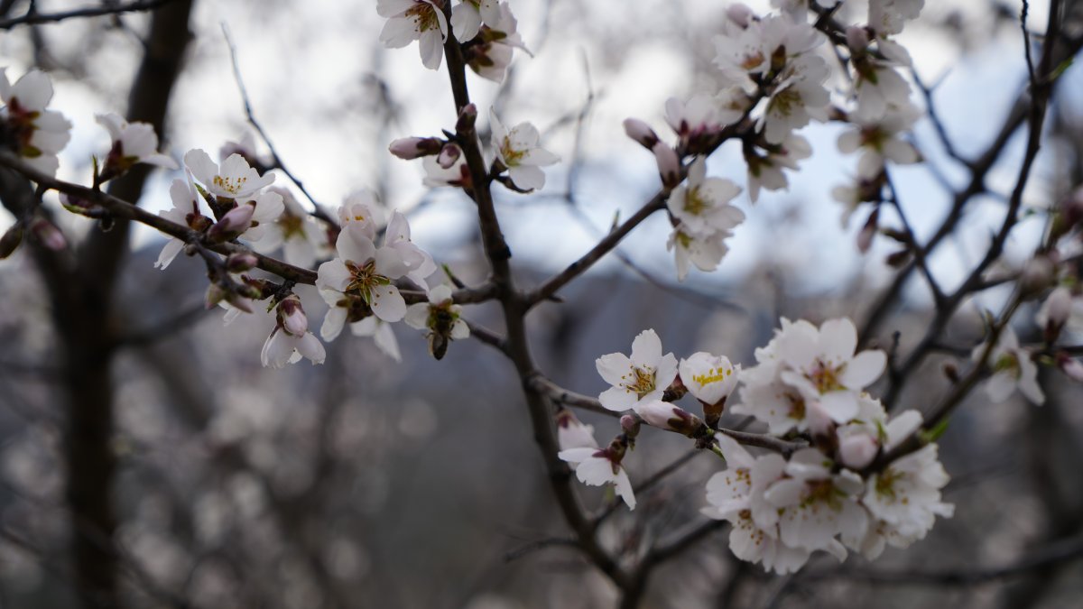 Yalancı bahara aldanan badem ağaçları çiçek açtı