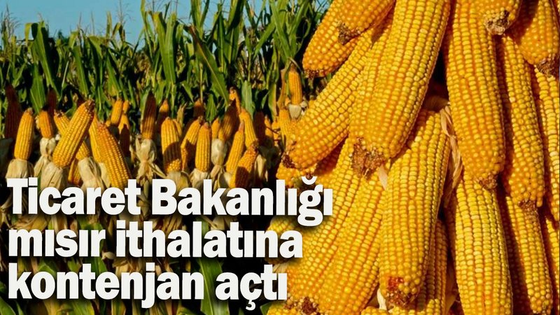 Ticaret Bakanlığı mısır ithalatına kontenjan açtı