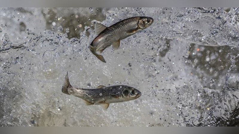 Koruma tedbirleri sayesinde inci kefalinin boyu uzadı, ağırlığı arttı