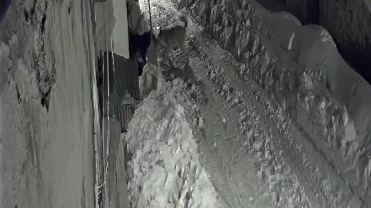 Aç kurt köye indi, köpeğe saldırdı