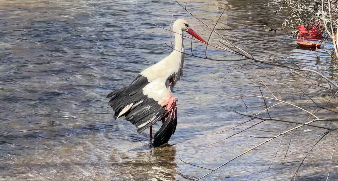 Yüksekova’da derede yaralı bulunan leylek tedaviye alındı