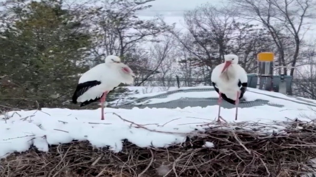 Erzincan’ın göç etmeyen leylekleri kara yakalandı