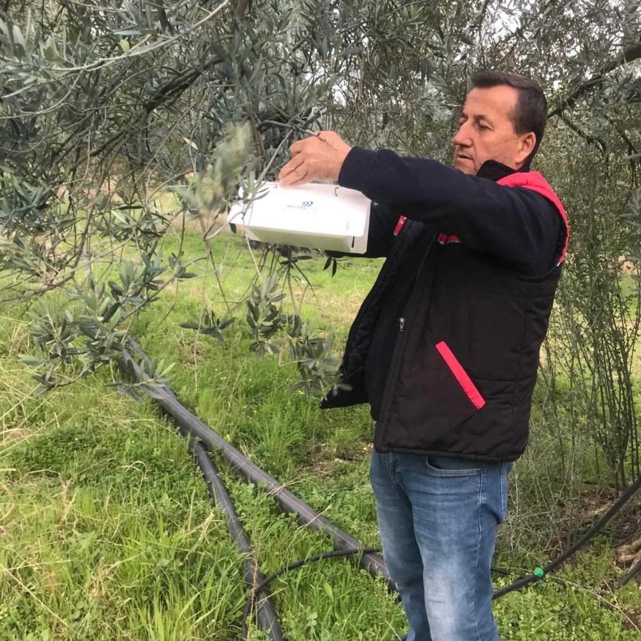 Havran'da zeytin güvesi alarmı