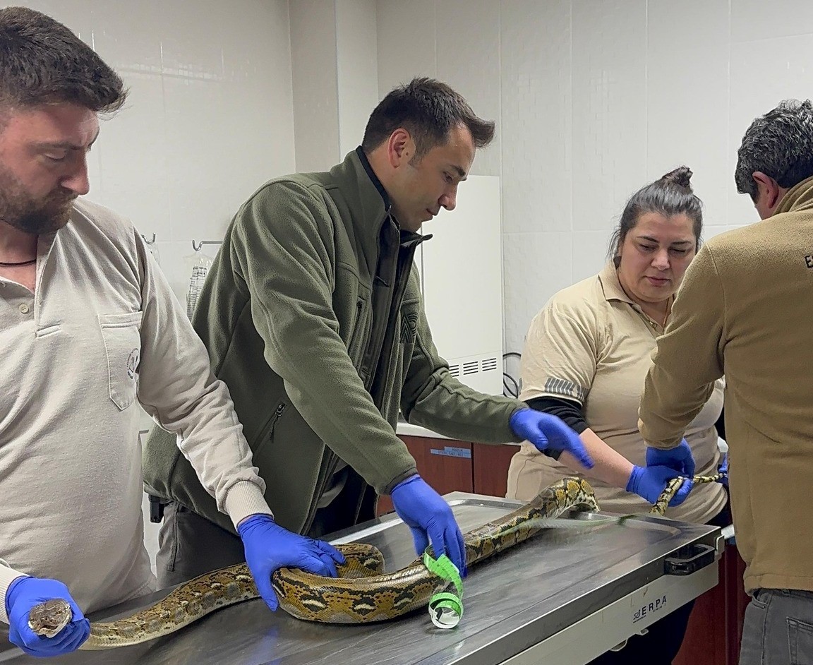 Kütahya’da yolcu otobüsünde piton yılanı ele geçirildi