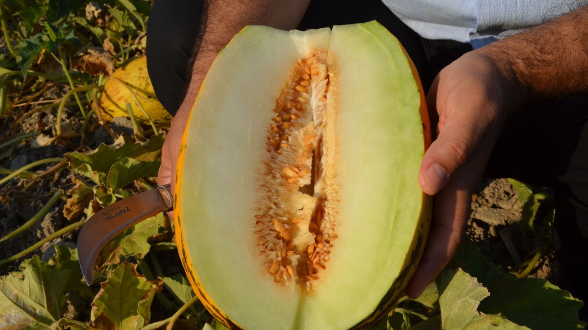 Kırkağaç Kavunu AB'den Coğrafi İşaret Tescili aldı