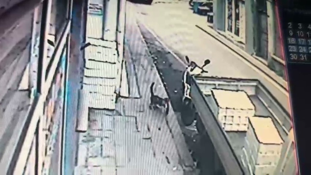 Kedinin balıkçı tezgahındaki ustaca hareketleri kamerada