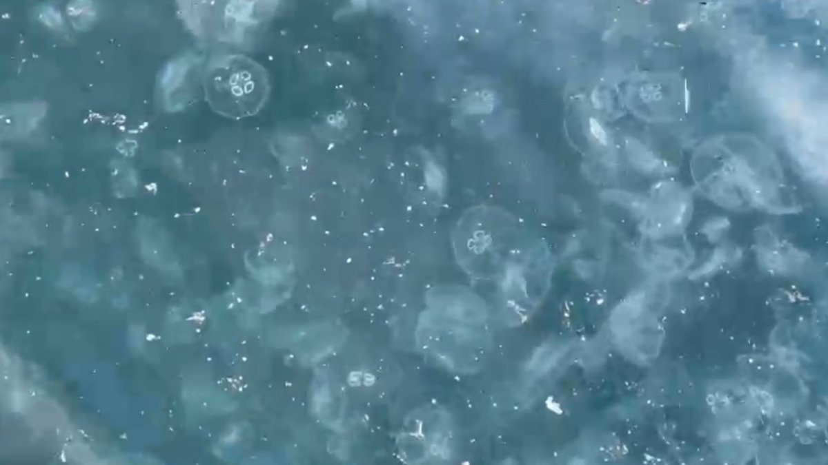 Beşiktaş'ta sahili denizanalarıyla kaplandı