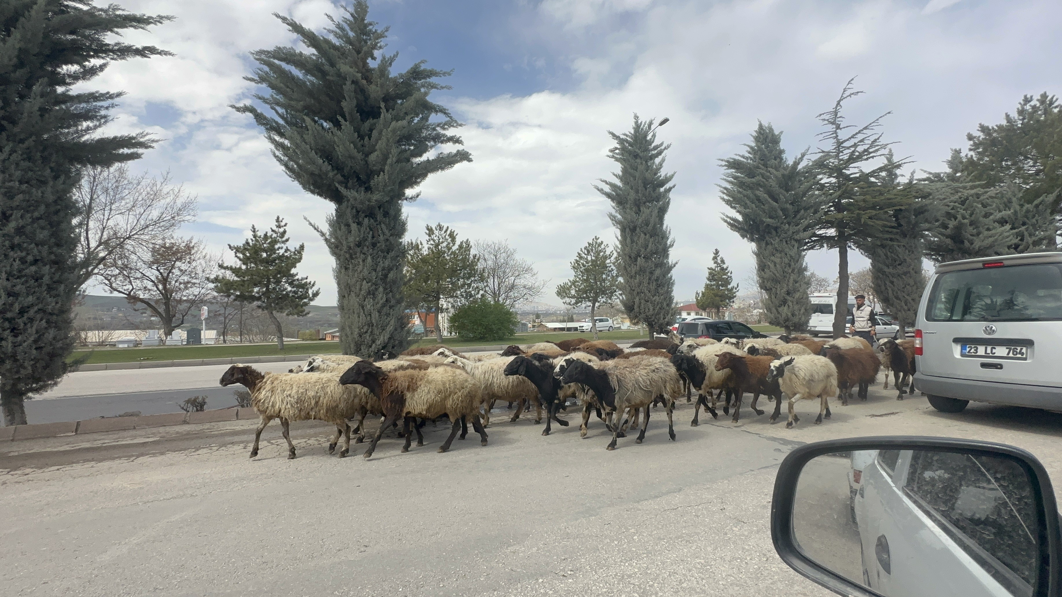 Elazığ’da şehir merkezine inen koyun sürüsü trafiği felç etti