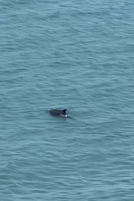 Kastamonu'da yunus balıklarının gösterisi izleyenleri büyüledi
