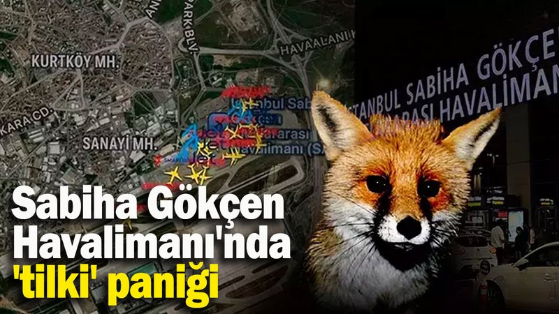 Sabiha Gökçen Havalimanı'nda 'tilki' paniği
