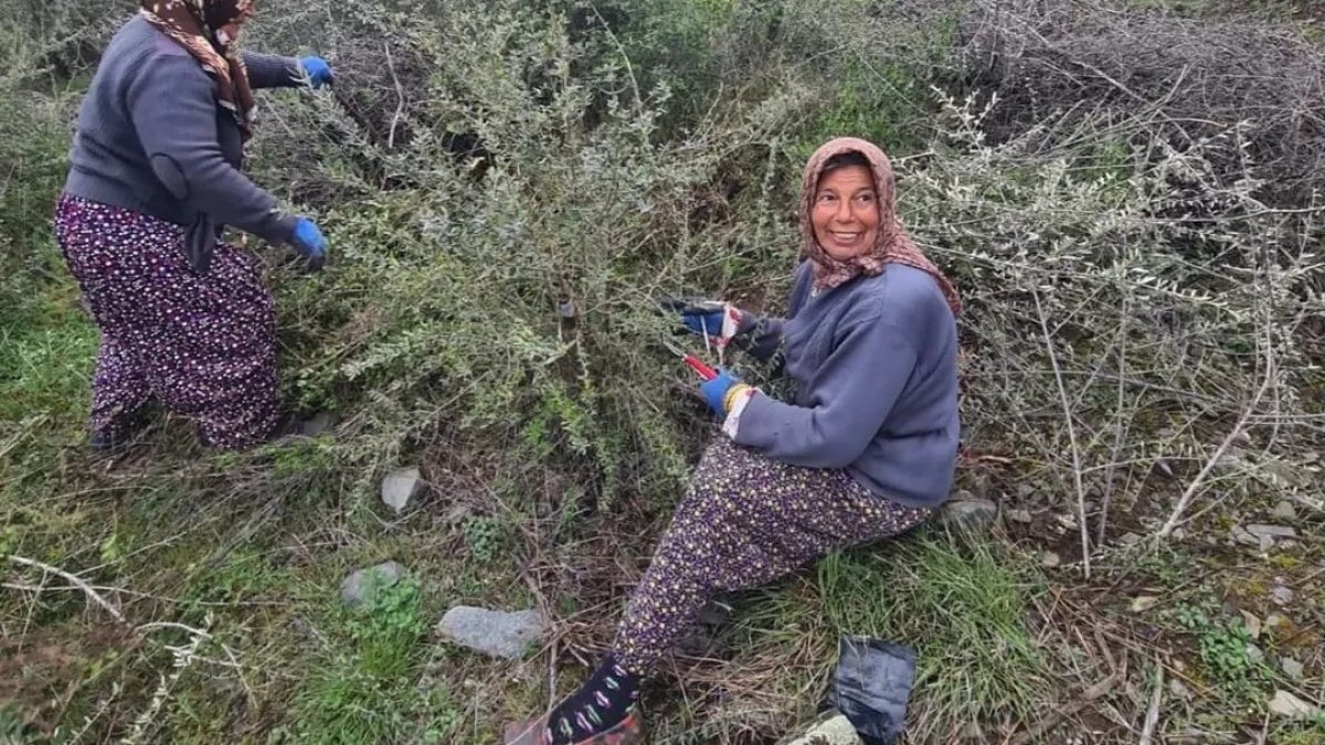 Sinop'ta Delice zeytin ağaçları ekonomik değere dönüşüyor