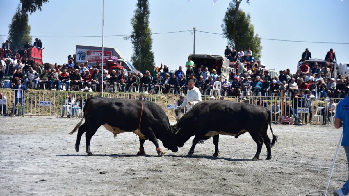 İncirliova'da pehlivan boğalar arenaya çıktı