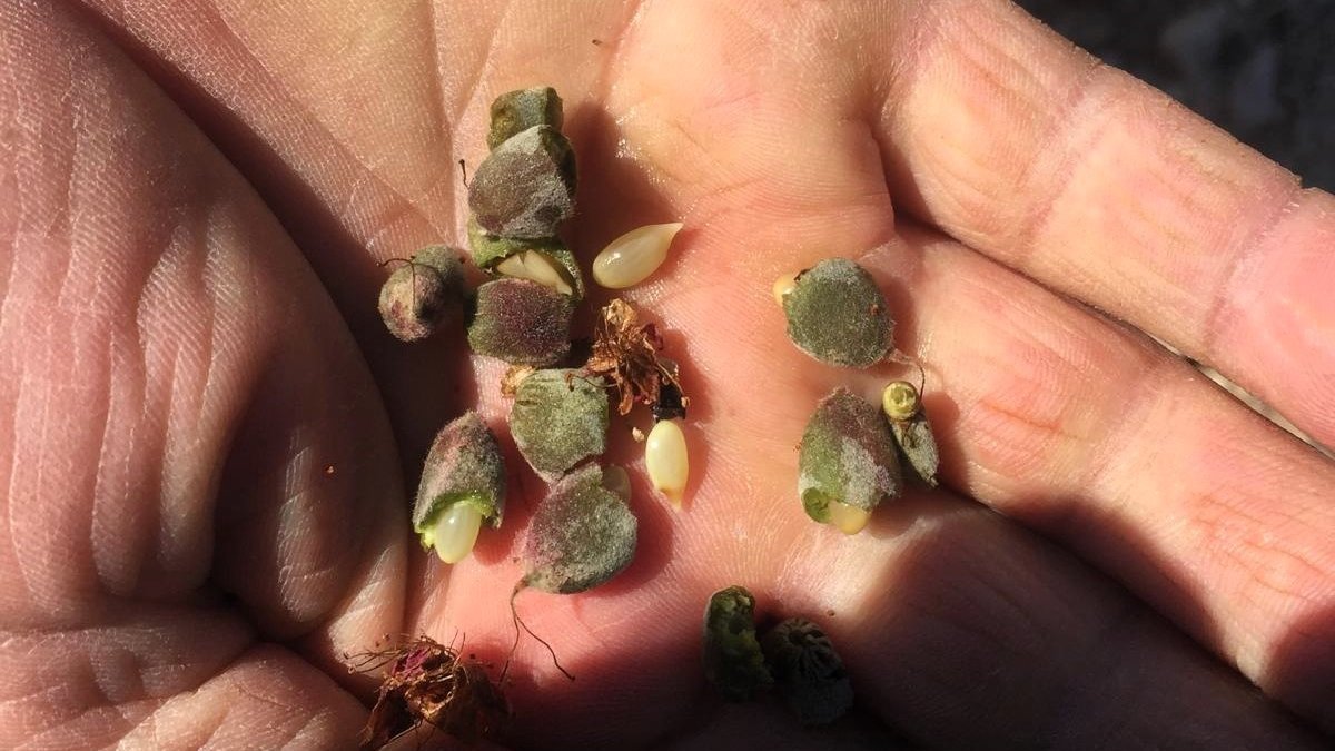 Darende ilçesinde de kayısı da zarar büyük