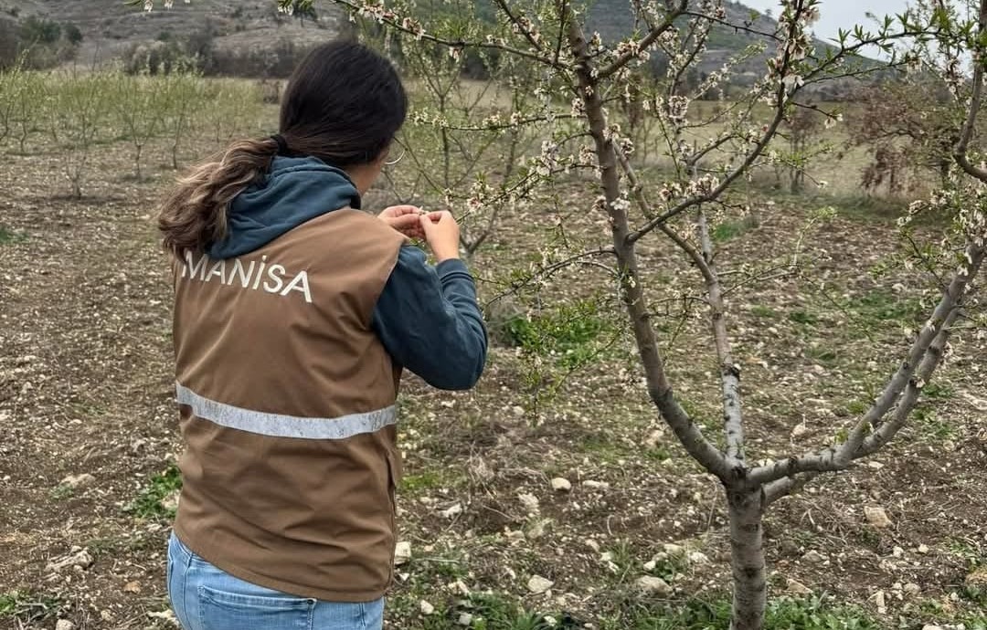 Selendi’de zirai don için hasar tespit çalışmaları başladı